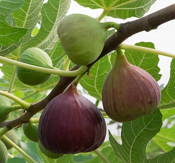تصویر 3 از خرید و قیمت انجیر سه آ تازه + فروش عمده